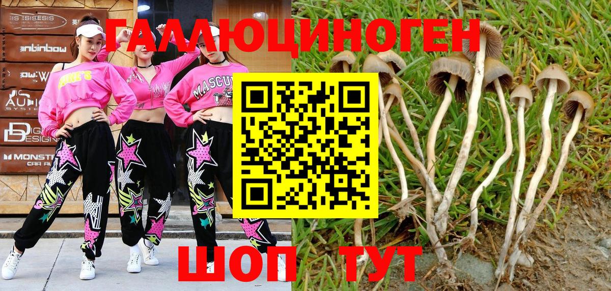 Галлюциногенные грибы Psilocybe Георгиевск